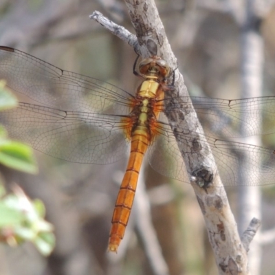 Orthetrum villosovittatum (Fiery Skimmer) at Rob Roy Range - 12 Jan 2019 by michaelb