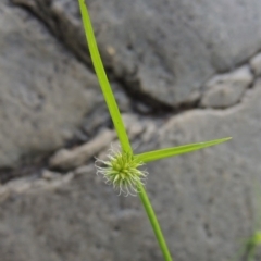 Cyperus sphaeroideus (Scented Sedge) at Conder, ACT - 12 Jan 2019 by MichaelBedingfield