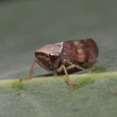 Brunotartessus fulvus (Yellow-headed Leafhopper) at Acton, ACT - 14 Feb 2019 by TimL