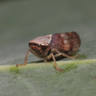 Brunotartessus fulvus (Yellow-headed Leafhopper) at Acton, ACT - 13 Feb 2019 by TimL