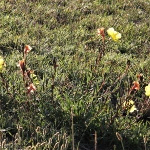 Oenothera stricta subsp. stricta at Paddys River, ACT - 15 Feb 2019