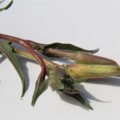 Oenothera stricta subsp. stricta at Paddys River, ACT - 15 Feb 2019