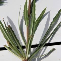 Oenothera stricta subsp. stricta at Paddys River, ACT - 15 Feb 2019