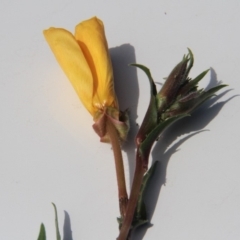 Oenothera stricta subsp. stricta at Paddys River, ACT - 15 Feb 2019