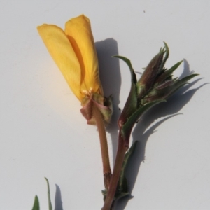 Oenothera stricta subsp. stricta at Paddys River, ACT - 15 Feb 2019
