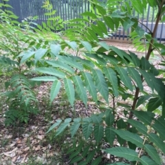 Ailanthus altissima (Tree-of-Heaven) at Yarralumla, ACT - 1 Feb 2019 by elaineb