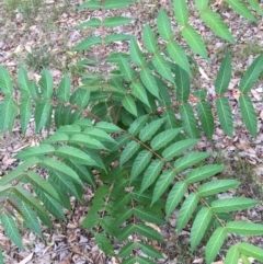 Ailanthus altissima at Yarralumla, ACT - 1 Feb 2019 08:41 AM