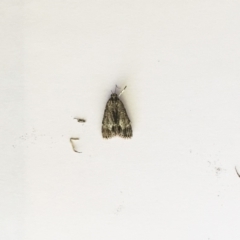 Spectrotrota fimbrialis (A Pyralid moth) at Hughes Garran Woodland - 14 Feb 2019 by ruthkerruish