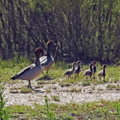 Chenonetta jubata (Australian Wood Duck) at Kambah, ACT - 12 Feb 2019 by RodDeb