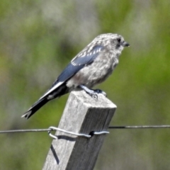 Artamus cyanopterus cyanopterus (Dusky Woodswallow) at Paddys River, ACT - 12 Feb 2019 by RodDeb