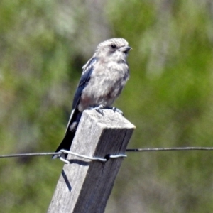 Artamus cyanopterus at Paddys River, ACT - 13 Feb 2019 10:24 AM