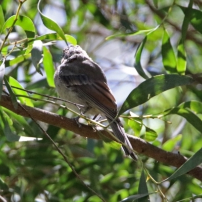 Pachycephala pectoralis (Golden Whistler) at Paddys River, ACT - 13 Feb 2019 by RodDeb