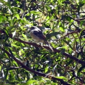 Pachycephala pectoralis at Paddys River, ACT - 13 Feb 2019 01:24 PM