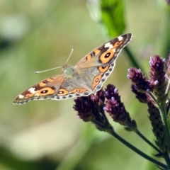 Junonia villida (Meadow Argus) at Tharwa, ACT - 13 Feb 2019 by RodDeb