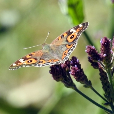 Junonia villida (Meadow Argus) at Tharwa, ACT - 12 Feb 2019 by RodDeb