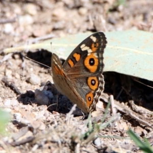 Junonia villida at Tharwa, ACT - 13 Feb 2019 10:39 AM