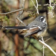 Rhipidura albiscapa (Grey Fantail) at Paddys River, ACT - 13 Feb 2019 by RodDeb