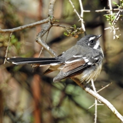 Rhipidura albiscapa (Grey Fantail) at Tidbinbilla Nature Reserve - 13 Feb 2019 by RodDeb