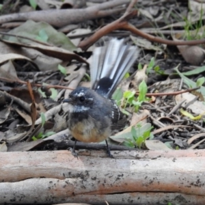 Rhipidura albiscapa at Paddys River, ACT - 13 Feb 2019