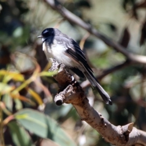 Rhipidura albiscapa at Paddys River, ACT - 13 Feb 2019