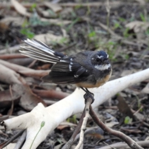 Rhipidura albiscapa at Paddys River, ACT - 13 Feb 2019