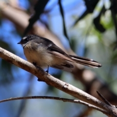 Rhipidura albiscapa at Paddys River, ACT - 13 Feb 2019