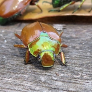 Anoplognathus brunnipennis at Paddys River, ACT - 13 Feb 2019 11:48 AM