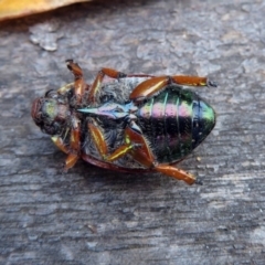 Anoplognathus brunnipennis at Paddys River, ACT - 13 Feb 2019 11:48 AM