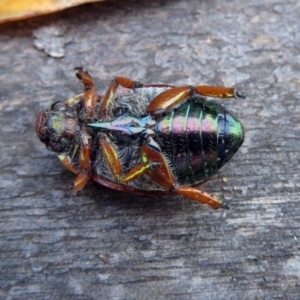 Anoplognathus brunnipennis at Paddys River, ACT - 13 Feb 2019