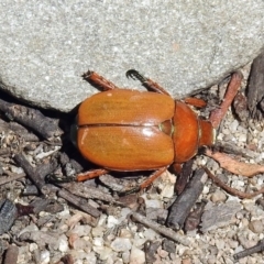 Anoplognathus brunnipennis at Paddys River, ACT - 13 Feb 2019 11:48 AM