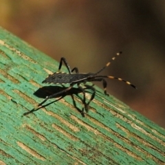 Amorbus sp. (genus) (Eucalyptus Tip bug) at Tidbinbilla Nature Reserve - 13 Feb 2019 by RodDeb