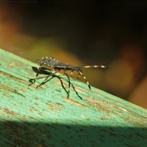 Amorbus sp. (genus) at Paddys River, ACT - 13 Feb 2019