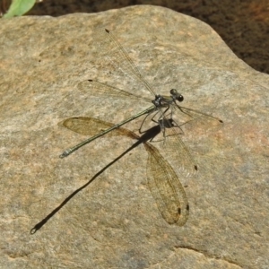 Austroargiolestes icteromelas at Paddys River, ACT - 13 Feb 2019