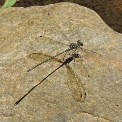 Austroargiolestes icteromelas (Common Flatwing) at Paddys River, ACT - 13 Feb 2019 by RodDeb