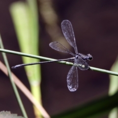 Austroargiolestes icteromelas at Paddys River, ACT - 13 Feb 2019 11:31 AM