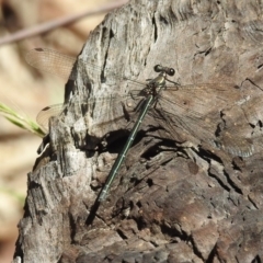 Austroargiolestes icteromelas at Paddys River, ACT - 13 Feb 2019 11:31 AM