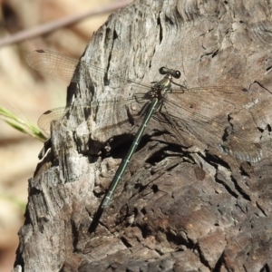 Austroargiolestes icteromelas at Paddys River, ACT - 13 Feb 2019 11:31 AM