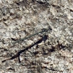 Austroargiolestes icteromelas at Paddys River, ACT - 13 Feb 2019