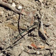 Austroargiolestes icteromelas at Paddys River, ACT - 13 Feb 2019 11:31 AM