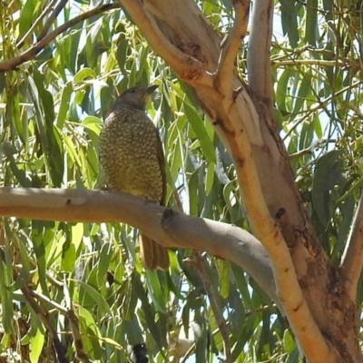 Ptilonorhynchus violaceus (Satin Bowerbird) at Paddys River, ACT - 13 Feb 2019 by RodDeb