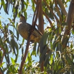 Ptilonorhynchus violaceus at Paddys River, ACT - 13 Feb 2019