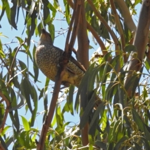 Ptilonorhynchus violaceus at Paddys River, ACT - 13 Feb 2019