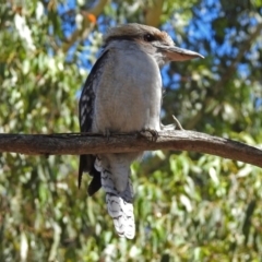 Dacelo novaeguineae (Laughing Kookaburra) at Paddys River, ACT - 13 Feb 2019 by RodDeb