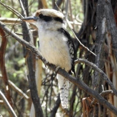 Dacelo novaeguineae at Paddys River, ACT - 13 Feb 2019 12:16 PM