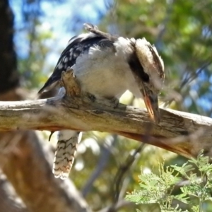 Dacelo novaeguineae at Paddys River, ACT - 13 Feb 2019