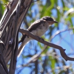 Myiagra rubecula (Leaden Flycatcher) at Tidbinbilla Nature Reserve - 13 Feb 2019 by RodDeb