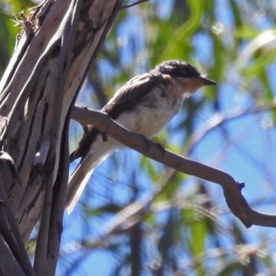 Myiagra rubecula (Leaden Flycatcher) at Tidbinbilla Nature Reserve - 13 Feb 2019 by RodDeb