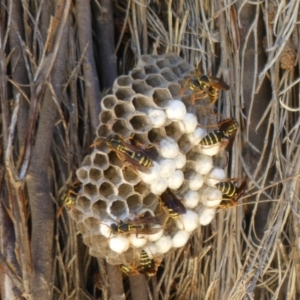 Polistes (Polistes) chinensis at Fyshwick, ACT - 14 Feb 2019