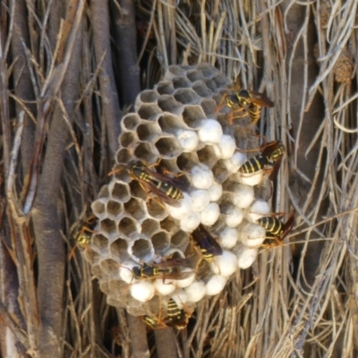 Polistes (Polistes) chinensis (Asian paper wasp) at Jerrabomberra Wetlands - 13 Feb 2019 by SandraH