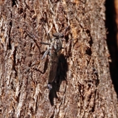 Cerdistus sp. (genus) (Yellow Slender Robber Fly) at Tidbinbilla Nature Reserve - 13 Feb 2019 by RodDeb
